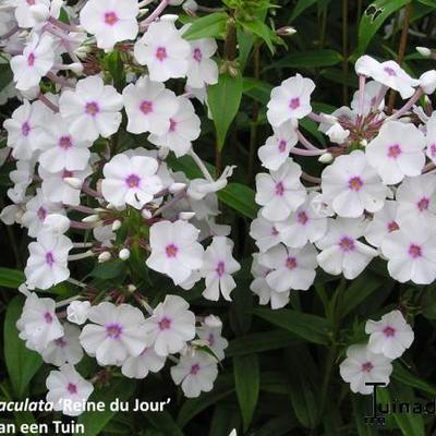 Phlox maculata 'Reine du Jour' - 