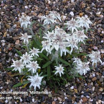 Leontopodium alpinum 'Matterhorn'