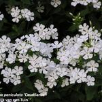 Phlox x arendsii 'Casablanca' - 