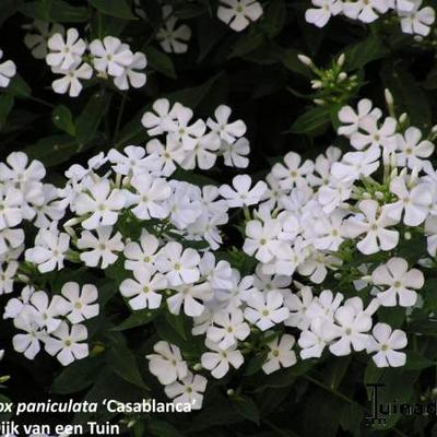 Phlox paniculata 'Casablanca' - Phlox x arendsii 'Casablanca'