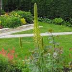 Eremurus - 