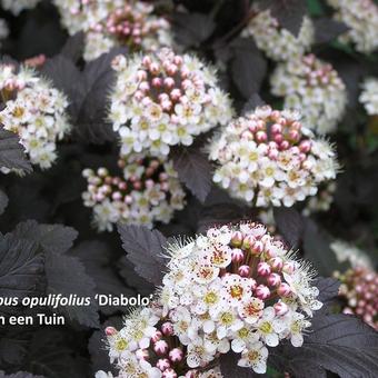 Physocarpus opulifolius 'Diabolo'