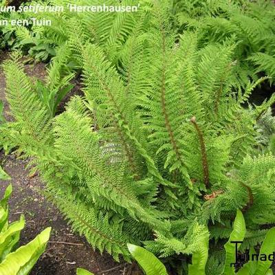 Polystichum setiferum 'Herrenhausen'