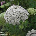 Ammi visnaga - Bischofskraut