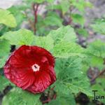 Hibiscus moscheutos 'Robert Fleming' - 