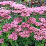 Sedum (Hoog type) - Fetthennen