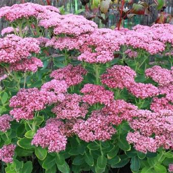 Sedum (Hoog type)