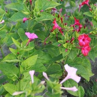 Mirabilis jalapa