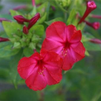 Mirabilis jalapa