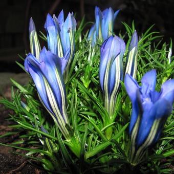 Gentiana sino-ornata