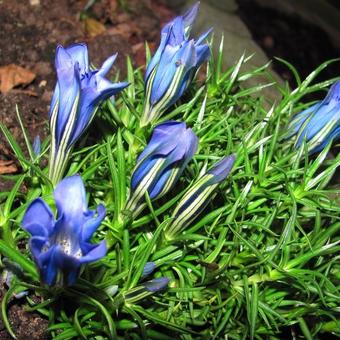 Gentiana sino-ornata