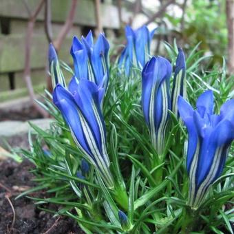 Gentiana sino-ornata