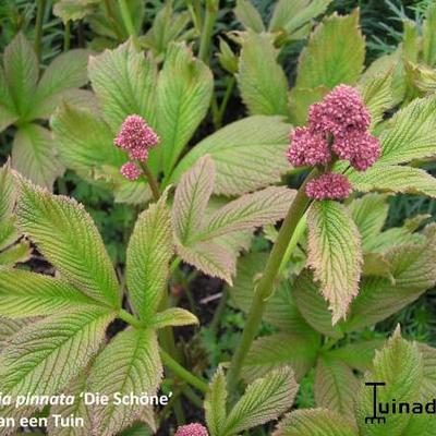 Rodgersia pinnata 'Die Schöne' - 