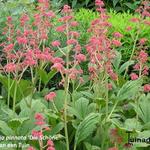 Rodgersia pinnata 'Die Schöne' - 