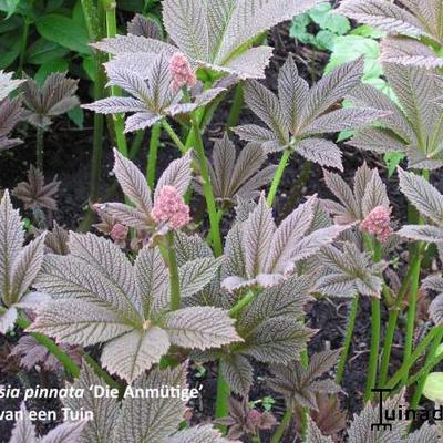 Rodgersia pinnata 'Die Anmütige' - 