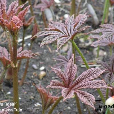 Rodgersia 'Ideal' - 