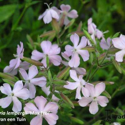 Saponaria lempergii 'Max Frei'