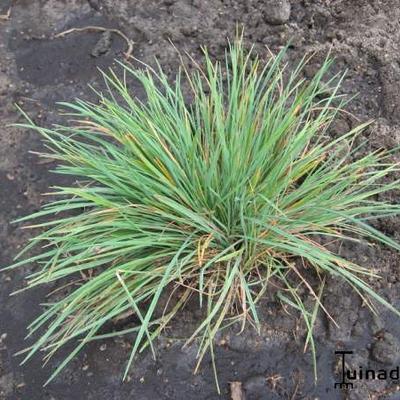 Koeleria glauca - Blaugrünes Schillergras - Koeleria glauca