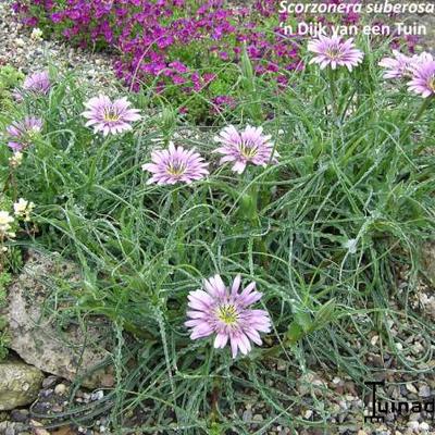 Scorzonera suberosa ssp. cariensis - 