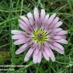 Scorzonera suberosa ssp. cariensis - 