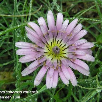 Scorzonera suberosa ssp. cariensis