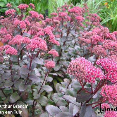 Sedum telephium 'Arthur Branch' - 