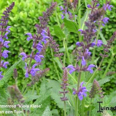 Salvia nemorosa 'Viola Klose' - Salvia nemorosa 'Viola Klose'