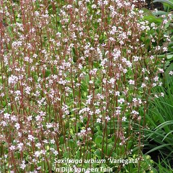 Saxifraga x urbium 'Variegata'