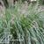 Pennisetum alopecuroides 'Woodside'