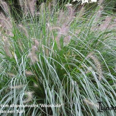 Pennisetum alopecuroides 'Woodside' - 