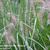 Pennisetum alopecuroides 'Woodside'