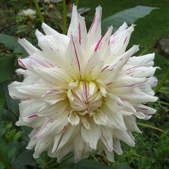 Dahlia 'Mick's Peppermint'