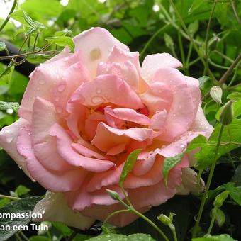 Rosa 'Compassion'