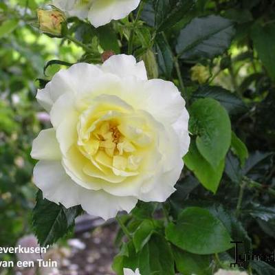 Rosa 'Leverkusen' - 