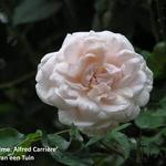 Rosa 'Mme. Alfred Carriere' - Rosa 'Mme. Alfred Carriere'