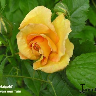 Rosa 'Maigold'  - 