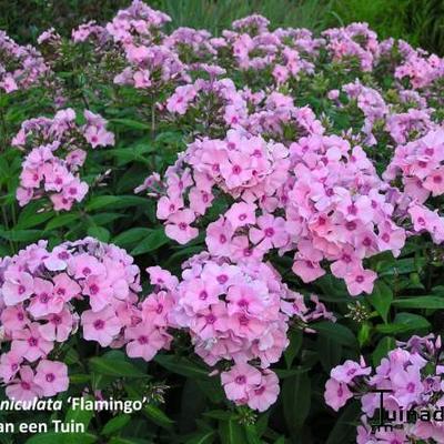 Phlox paniculata 'Flamingo' - 