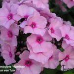 Phlox paniculata 'Flamingo' - 