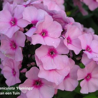 Phlox paniculata 'Flamingo'