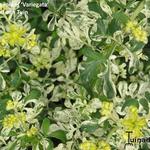 Ruta graveolens 'Variegata' - 