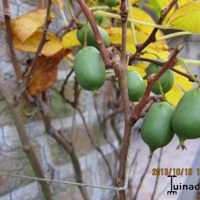 KIWAI AUTOFERTILE 'ISSAI', KIWI D'ÉTÉ 'ISSAI' , ACTINÉDIE DE SIBÉRIE, - Actinidia arguta 'Issai'