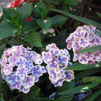 Hydrangea macrophylla 'Bavaria'