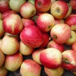 Malus domestica 'Keuleman' - 