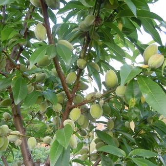 Prunus dulcis 'Robijn'