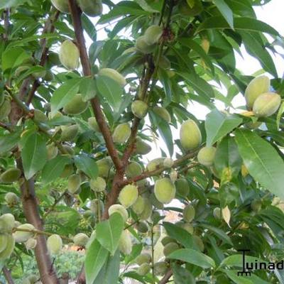 Prunus dulcis 'Robijn' - Prunus dulcis 'Robijn'