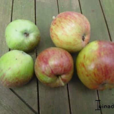 Malus domestica 'Eysdener Klumpke' - 