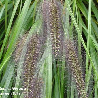 Pennisetum alopecuroides f. viridescens