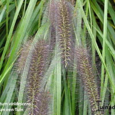 Japanisches Federborstengras - Pennisetum alopecuroides f. viridescens