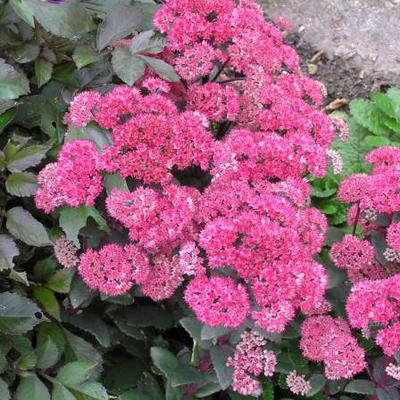 Sedum telephium 'Red Cauli' - Sedum telephium 'Red Cauli'