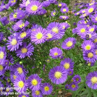 Aster dumosus